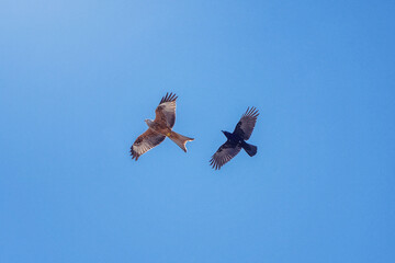 fly
