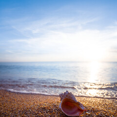 Fototapeta na wymiar closeup marine shell lie on sandy sea beach at the early morning