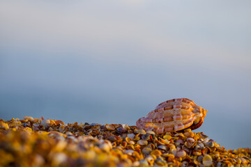 closeup marine shell lie on sandy sea beach