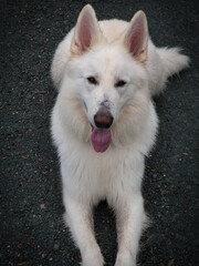 Fototapeta premium Weißer Schäferhund (Berger Blanc Suisse) macht gehorsam Sitz und blickt freundlich den Betrachter an mit heraushängender Zunge