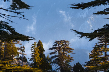 Obraz na płótnie Canvas closeup pine forest on mount slope