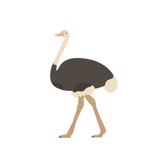 African ostrich. isolated illustration