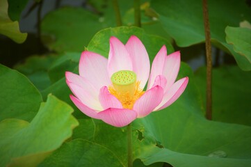 ハスの花（蓮華）中央構図明るめ