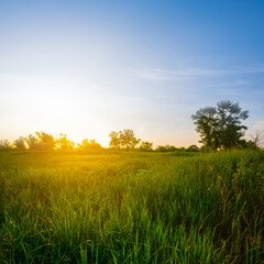 green summer prairie at the sunset, quiet summer countryside background