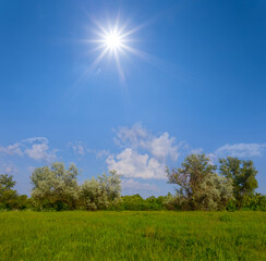 green forest glade under a sparkle sun