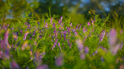 closeup forest glade with flowers, summer natural background