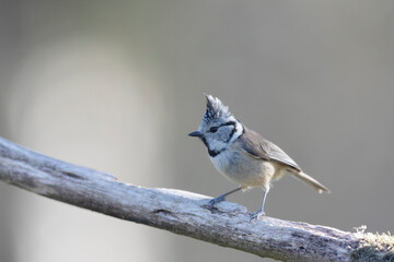 European crested tit Lophophanes cristatus in close view perched