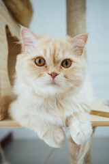 portrait of a Persian cat 