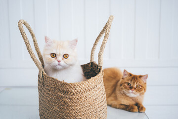 portrait of a Persian cat in a basket
