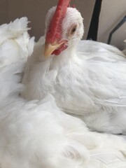 white chicken in the farm