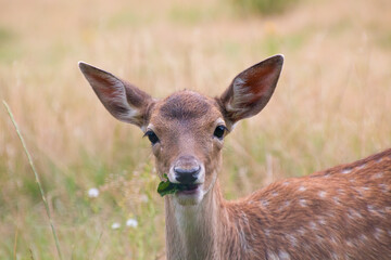 A white-tailed deer fawn with spots eating a leaf