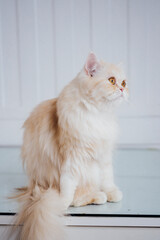 portrait of a beautiful fluffy cat 