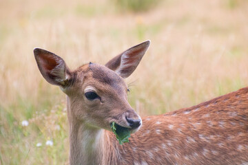 A white-tailed deer fawn with spots eating a leaf
