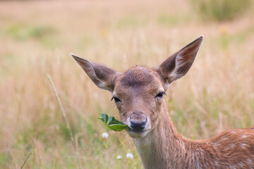 A white-tailed deer fawn with spots eating leaf and looking weird