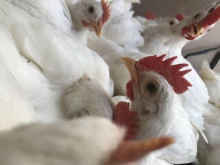 chicken