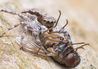 Beautiful macro of insects
