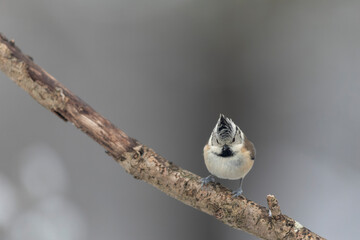 European crested tit Lophophanes cristatus in close view perched