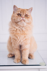 portrait of a male Persian cat