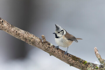 European crested tit Lophophanes cristatus in close view perched