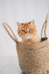 portrait of a Persian cat in a basket