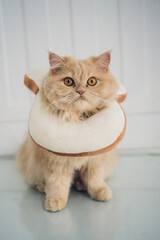 portrait of a Persian cat wearing a collar 