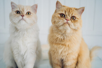 portrait of two Persian cats 