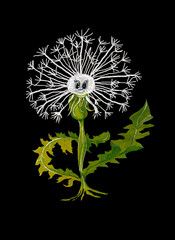 Funny and cute dandelion character for bright background, logo
