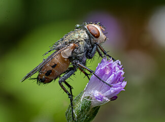 Beautiful macro of insects