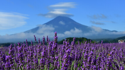 I love the smell of lavender 