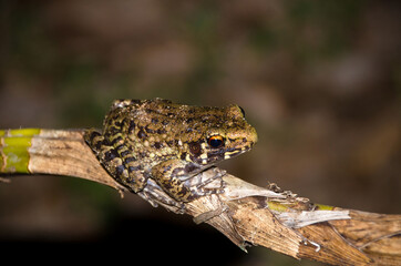 Frog is on a branch to catch insects.