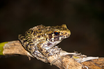 Frog is on a branch to catch insects.