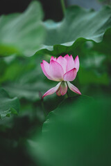 Fototapeta premium pink lotus in the garden