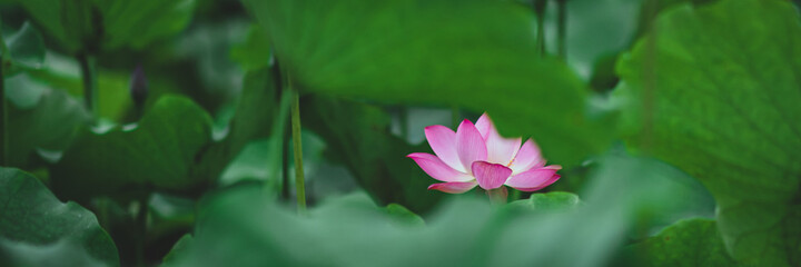 pink lotus in the garden