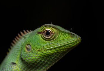Beautiful macro of insects