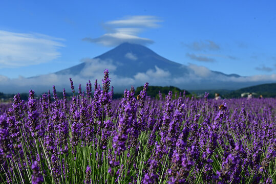 We also visited a lavender farm and had delicious ice cream.