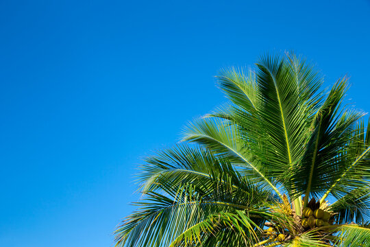 Palm trees against blue sky. Palm trees at tropical coast