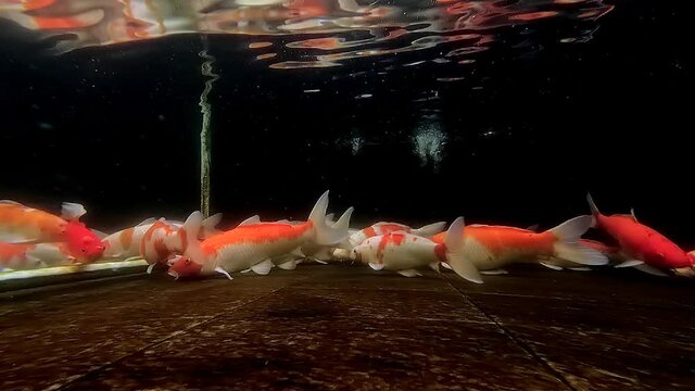 Shaky underwater surface of koi fishes swim at the bottom pond and surface reflections