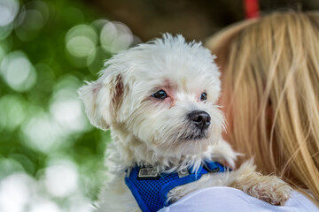 Small mini maltese dog on a woman's arm.