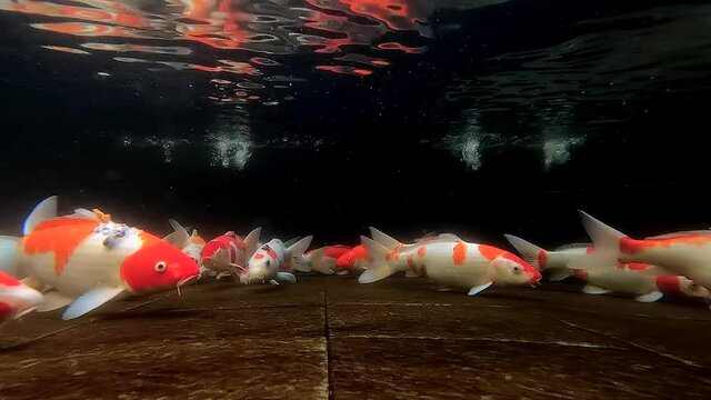 Trucking shot underwater footage low angle view of koi fishes swim at the bottom pond with dark background and water bubble