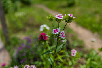 garden flowers