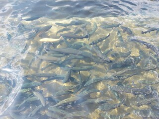 fish swimming in water
