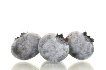 Three berries of ripe dark purple blueberries, close-up, isolated on white.