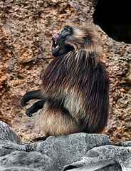 Gelada baboon male on the rock. Latin name - Theropithecus gelada	