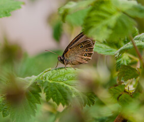 butterfly on a flower