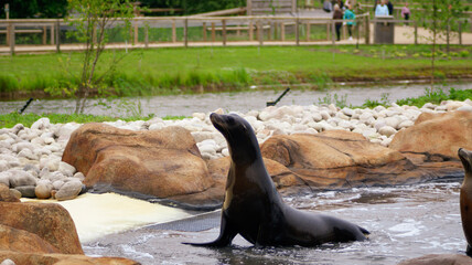 sea lion on rock