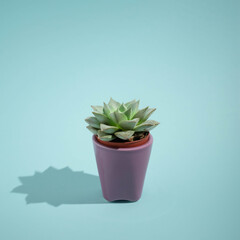 Aesthetic natural idea, fresh cactus plant on bright blue background. Minimalistic isolated arrangement, creative summer and botany concept.