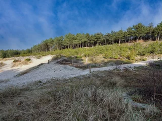 Foto op Canvas Schoorlse duinen, Noord-Holland Province, The Netherlands © Holland-PhotostockNL