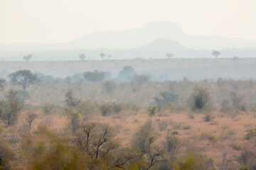 Misty scenery in Kruger National park, South Africa