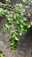 green cotoneaster branch in close up
