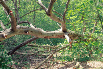 Obraz premium A dead dry tree with twisted branches lies in the forest. Fallen dry tree in the forest